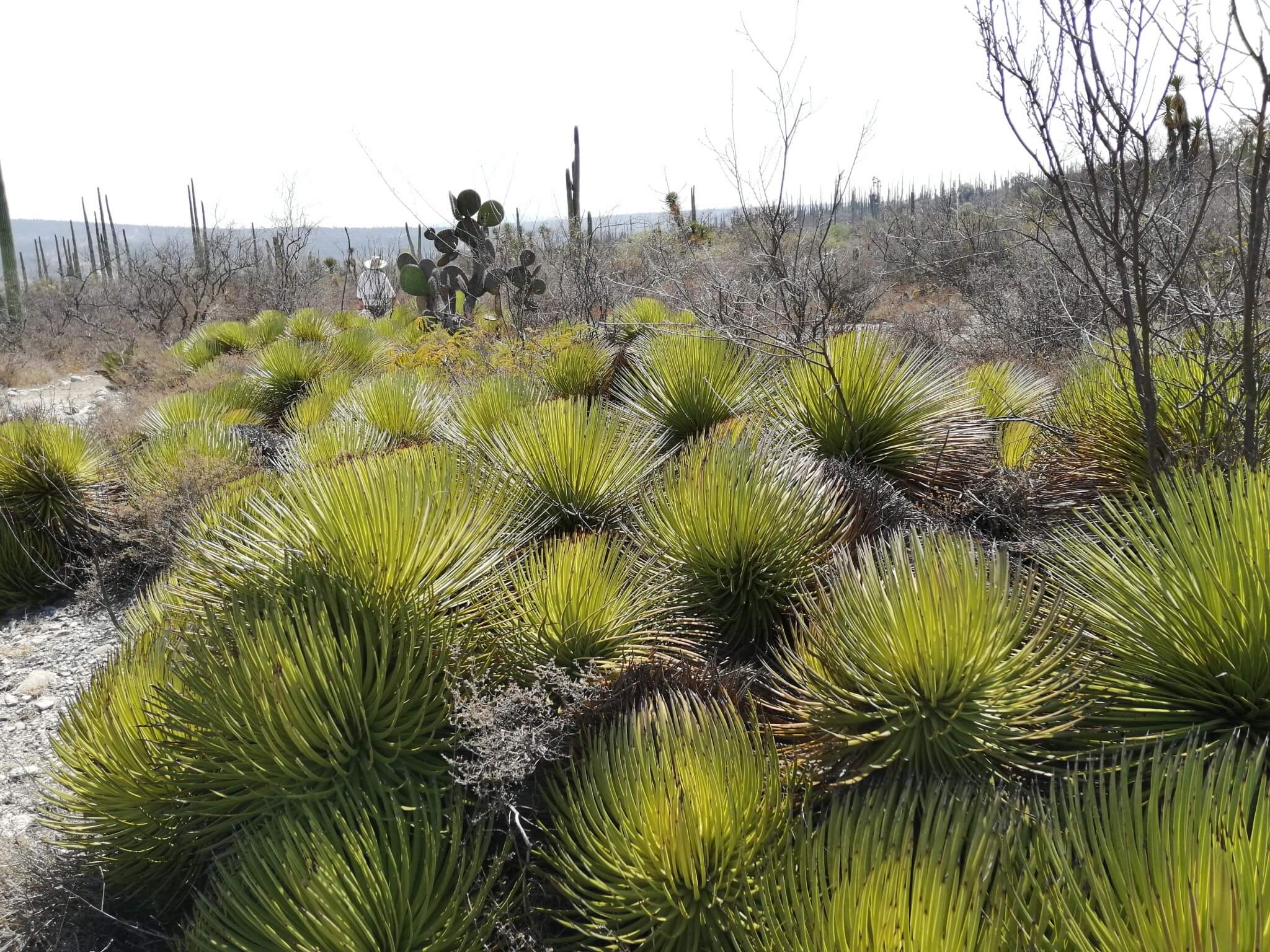 Agave stricta
